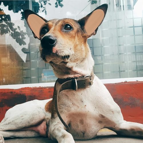 WOONEKY 1 Paar Ohrpflaster Für Haustiere Für Hundeohren Für Hundeohren Aufkleber Für Ohren Zum Aufstehen Klebeband,Welpen Ohr Werkzeug,Ohrfeste Korrektur Vertikalhalterung