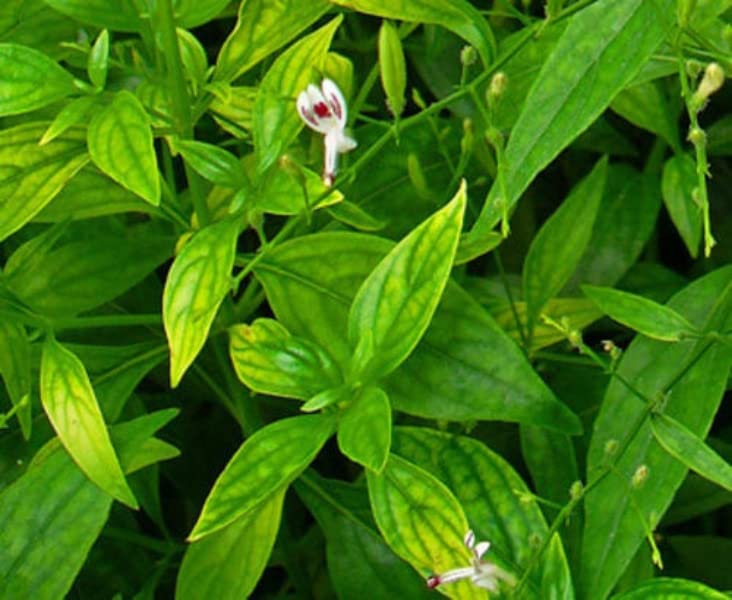 See full amazon price history chart for Shop 360 Garden Siriyanangai/Kariyat/Nilavembu/Andrographis Paniculata/Kalmegh Medicinal Plant Seeds- Pack of 100 Seeds Shop 360 Garden Siriyanangai/Kariyat/Nilavembu/Andrographis Paniculata/Kalmegh Medicinal Plant Seeds- Pack of 100 Seeds (B0BQFPZLS8) Amazon Price History, Amazon Price Tracker