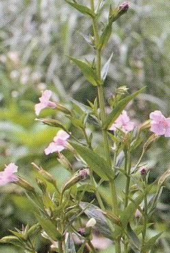 Mimulus ringens 2,000 Seeds