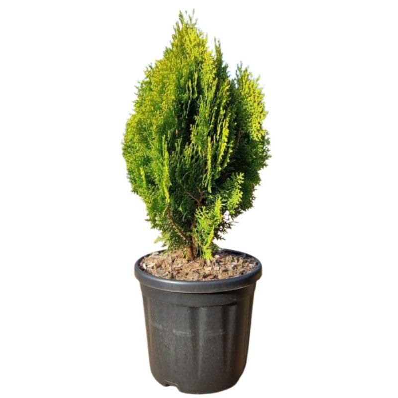 Thuya Occidental Aurea Nana - Thuja Occidentalis Aurea Nana 40/50cm Pot 8l - Plante En Pot - Exposition Soleil ou Mi-ombre Sol