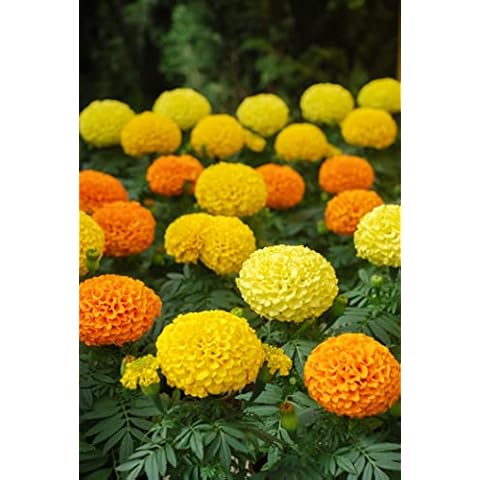 Just Seed African Marigold Sunspot Mix Seeds Cover