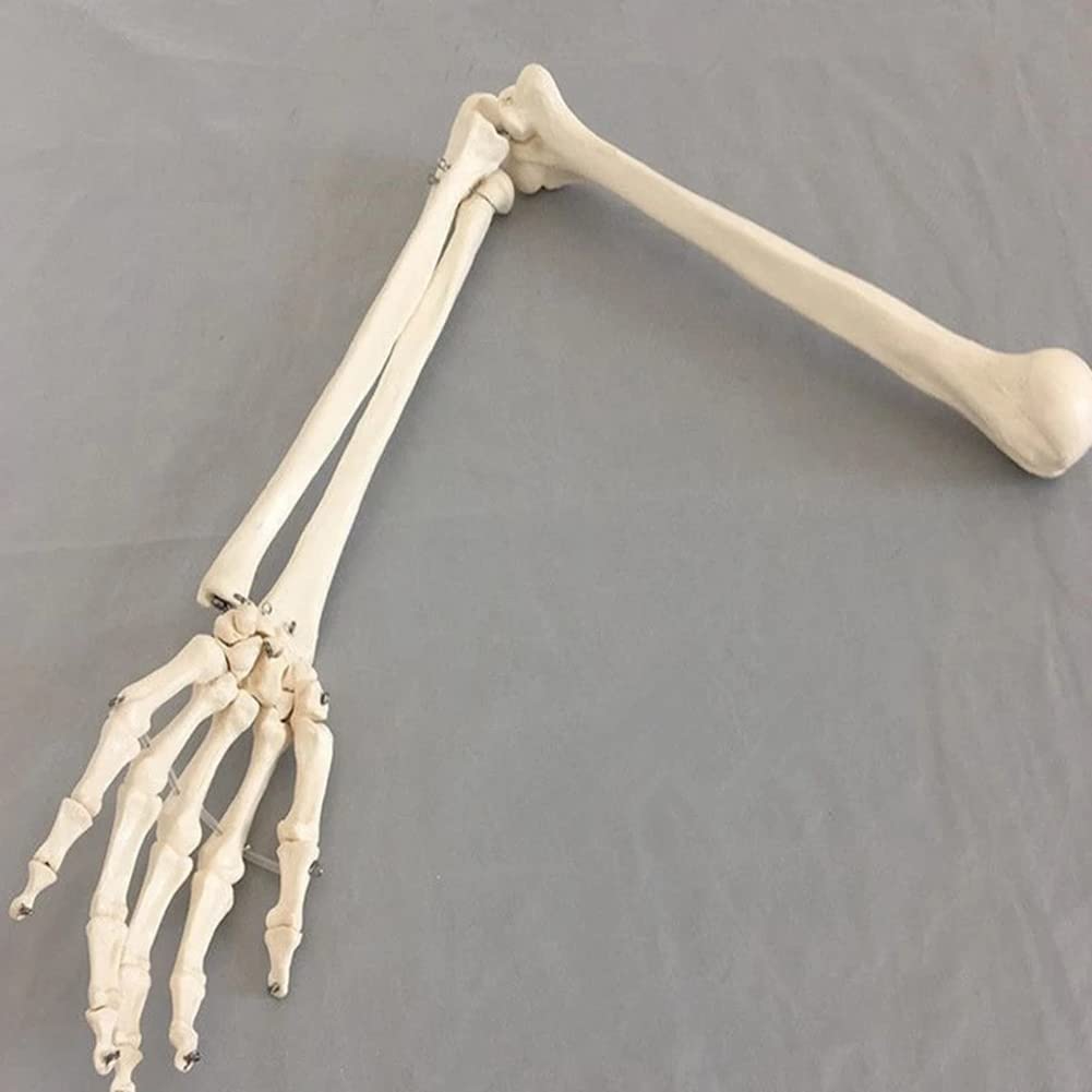 Amazon.co.jp: LSOAARRT 上肢の骨の成人の腕の1：1人間の骨モデル骨の