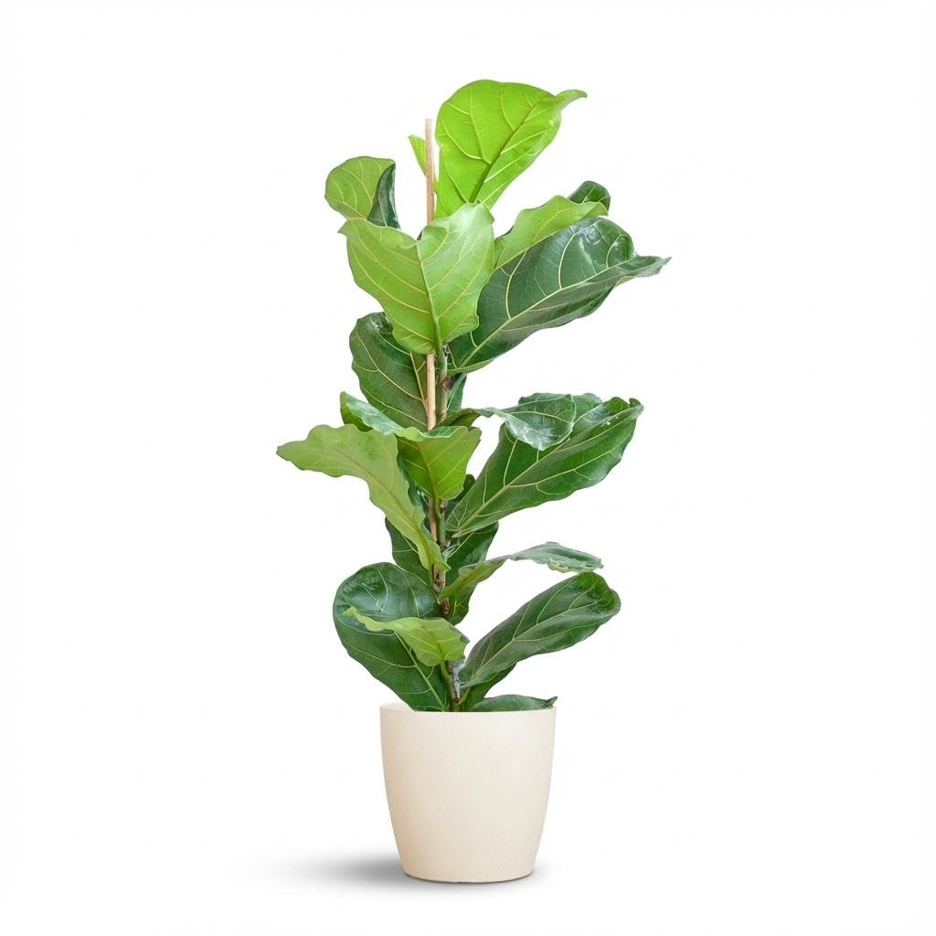 Green boutiQ - Zimmerpflanze - Geigenfeige - Ficus Lyrata - Grün - Pflegeleicht - 1 Pflanze - mit Potter Weiß - Topf 21cm - Höhe 75-85cm