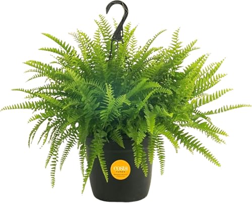 Costa Farms Boston Fern Live Plant in Plastic Pot, Air Purifying Large Indoor & Outdoor Houseplant, Perfect for Home, Room, or Office Decor, Great House Warming or Birthday Gift, 2-3 Feet Tall