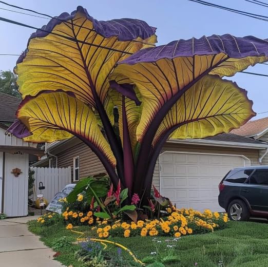 Giant Elephant Ear Taro Bulbs, Large perennials, Easy to Care, Suitable for Indoor and Outdoor Potted Plants - That Grow Fast/Golden Jade Carving-10 Bulbs-B