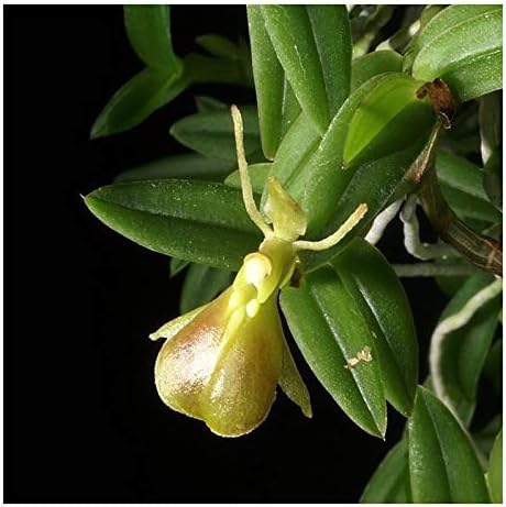 Epidendrum porpax  Verdaderas especies de orquídeas Colombia miniatura perfectas para alféizares de ventanas de terrarios Fácil de cultivar