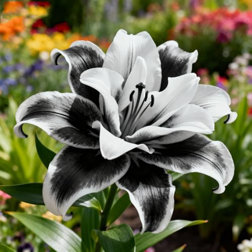 Einfach Zu Kultivierende Lilien/Winterharte mehrjährige Lilie&Tigerlilie ausgewählte Orientalische LilieLilienmischung selten frischer Duft-2Rhizome-G