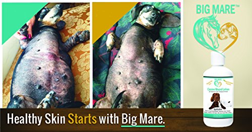 Big Mare Canine Wound Lotion Antibacterial/Antifungal. Clinically Proven Effective For Hot Spots, Open Wounds, Stitches, Yeast, Flea Irritation, Bug Bites & More. Veterinary Approved & Recommended #TOP3