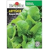 Burpee Bibb' Lettuce Seed Packet - 1.5gm Non-GMO Seeds for Planting Vegetables - Heirloom Bibb Lettuce, Classic Variety, Vegetable Seeds for Home Garden Outdoor Planting (Lettuce, Burpee Bibb)