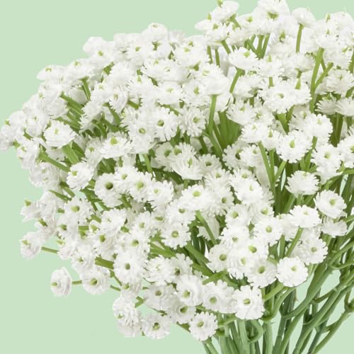 MAQIHAN 10 Baby Breath Artificial Flowers - 7.6" Babies Breath Flowers Artificial Faux Flowers Bouquet White Fores Greenery Real Touch Fake Arrangements Wedding Centerpieces Tables image 4