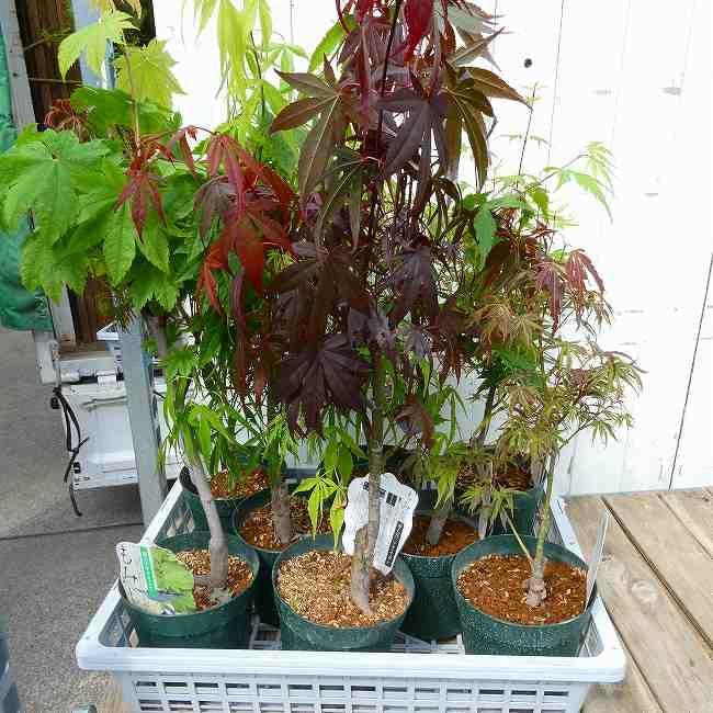 Amazon.co.jp: モミジ 苗 赤七五三 赤葉 5号 もみじ 庭木 植木 260414