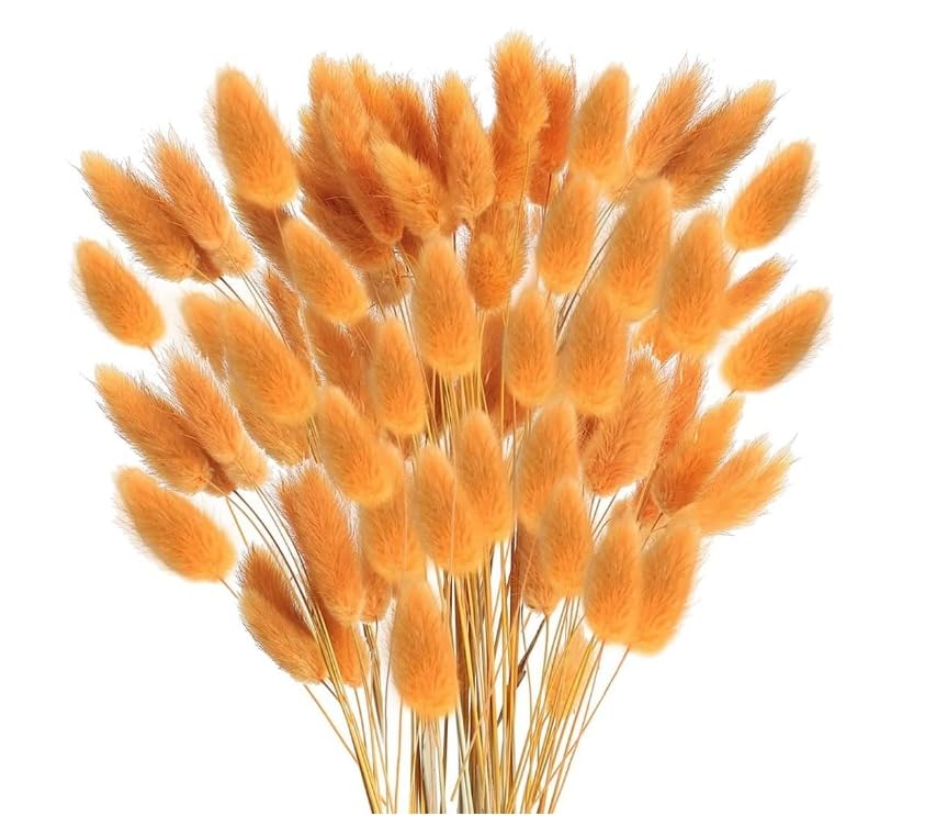 20pcs Flores secas Conejo Flores secas Ovatus Conejo Cola Hierba para Secado SAFR-i