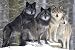 Pack Winter Wolf Art Print on Canvas,Wall Decor Poster 20x30 inches