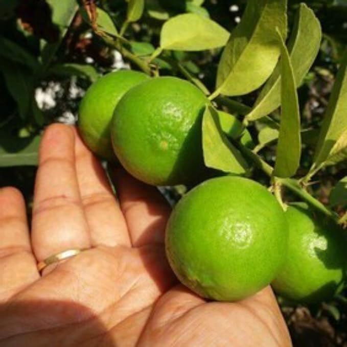 GOLAPKOLONY Lemon Plant Live Hybrid All Season lemon tree plant Kagzi Lemon Live Plants/Nimboo Tree(1-2 Ft Size) (B0CW1MRH7D) Amazon Price History, Amazon Price Tracker