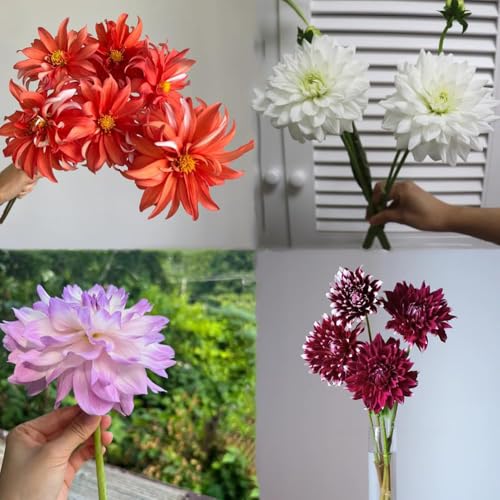 semillas dalia - resistentes al exterior, semillas bonsai del balcón jardín 250pcs