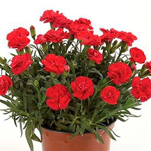Gurveplantationi® - Dianthus Carnation Caryophyllus Plumarius Sweet William Barbatus Live Flower Plant with Black Plastic Pot. (Dianthus Plant, Red) (B09X4PVXJS) Amazon Price History, Amazon Price Tracker
