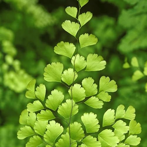 Fern Plant Pot, Maidenhair Fern Plant Live, 3.5 Inc Potted, Live Fern Plant, Fern Plant Live, Ready to Plant Fern Plant Pot, Maidenhair Fern Plant Live, 3.5 Inc Potted, Live Fern Plant, Fern Plant Live, Ready to Plant