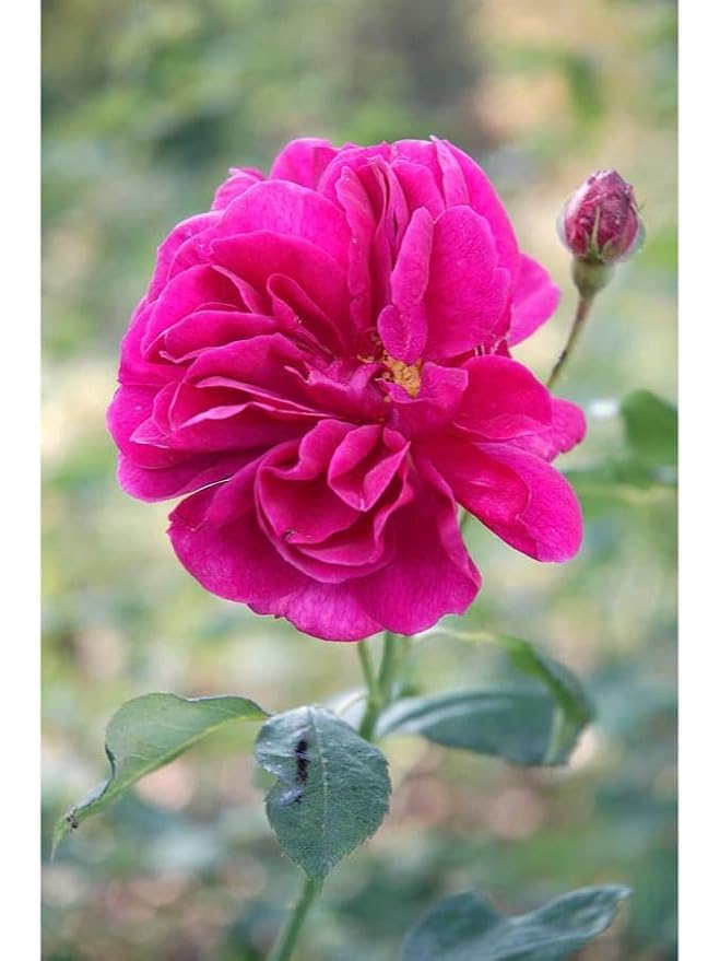 Image of live plants (PINK ROSE FLOWER PLANT)