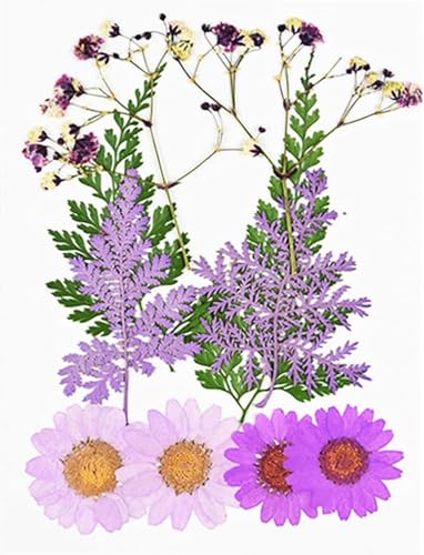 Pequeñas Flores Secas de Crisantemo para Decoración miniatura 3