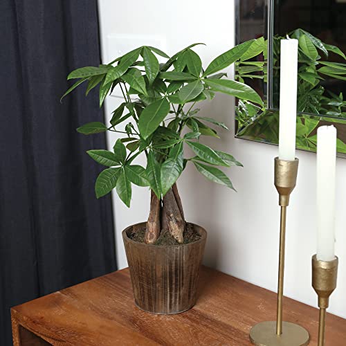Just Add Ice Ja5031 Money Tree In Brown Wilson Wood Pottery, Live Indoor Plant, Fully-Rooted, Healthy Leaves, Easy To Grow Gift For Friend, Natural Home Décor Pachira Planter, 5" Diameter, 16" Tall #TOP2