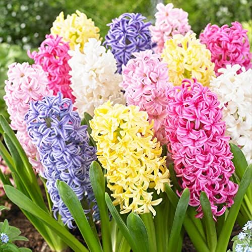 Hyazinthen Zwiebeln Winterhart Mehrjährig - Pastel Mix - 15 Zwiebeln - Duftende Blumenzwiebeln - 3 Sorten/Farben - Pflanzen aus Holland - für Garten, Topf, Glas (große Knollen, kein Samen)