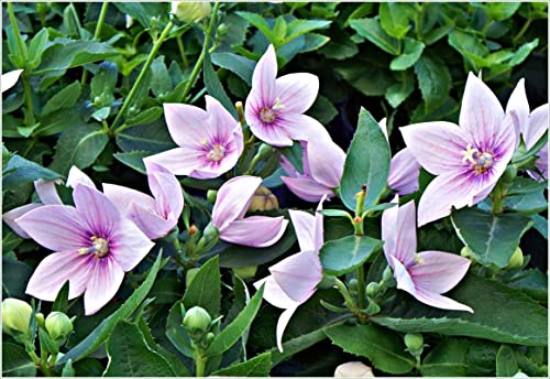 CEMEHA SEEDS - Pink Balloon Flower Platycodon Perennial Flowers for Planting