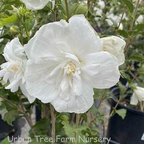 White Chiffon Rose of Sharon (Hibiscus syriacus) – Live Flowering Shrub, Double White Blooms Summer–Fall, Deer-Resistant, Zones 5–9 (3 Gallon Plant)