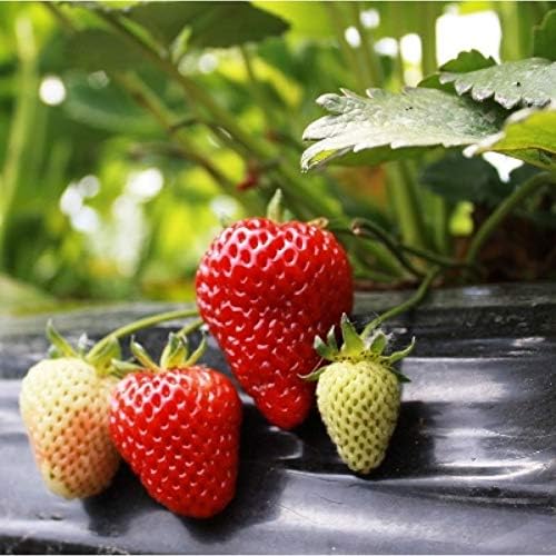 Image of Healthy Vibe Premium Everbearing Strawberry Plant - Sweet and Juicy Berries for Your Garden - Hardy and Easy to Grow - Perfect for Home Gardening (Strawberry Plant-PC-2)
