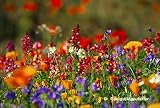 Saatgut-Manufaktur F5 Felger's Augenweide (100 g) (Blumenwiese)