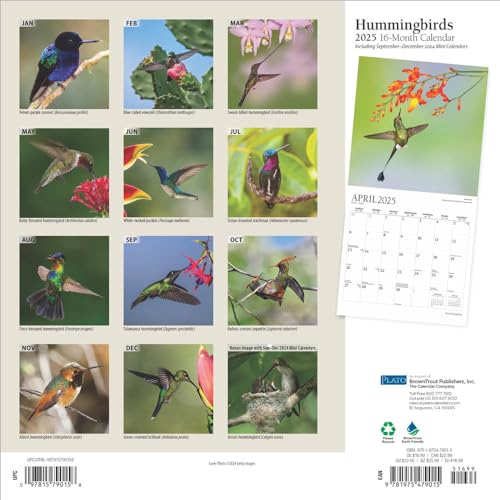 Hummingbirds - Image 2
