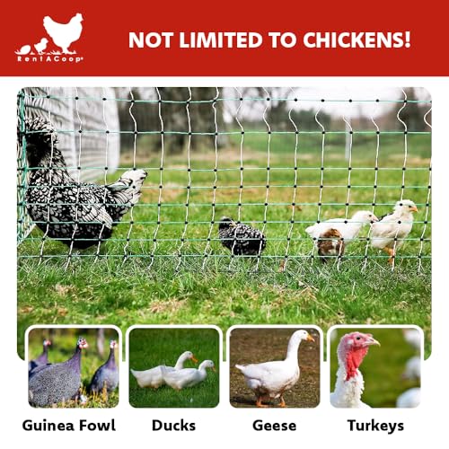 RentACoop Poultry Netting Electric Fence - Electric Poultry Enclosure for Chickens, Ducks, Turkeys - Suitable for 4 Week Old Chickens/Older and Adult Poultry - Energizer Not Included - 168\' L x 42\" H