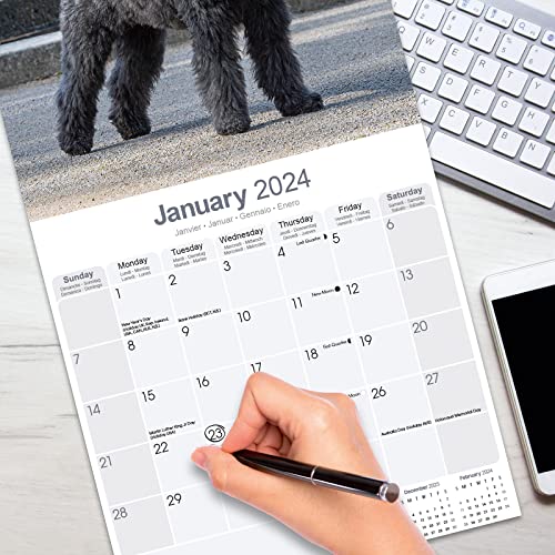 Bouvier des Flandres - Flandrischer Treibhund 2024 - 16-Monatskalender: Original Avonside-Kalender [Mehrsprachig] [Kalender] (Wall-Kalender)