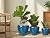 EPFamily Ceramic Plant Pots Indoor, 10 Inch 8 Inch 6 Inch Round Planters Pots for Indoor Outdoor Plants, Modern Large Flower Pots with Drainage Holes and Saucers, Set of 3, Blue