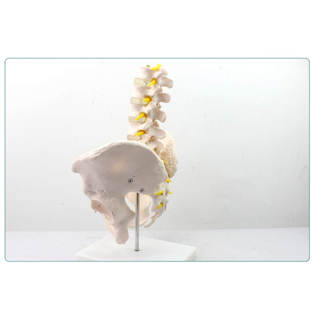 Męska Miednica Z Pięcioma Modelami Kręgów Lędźwiowych - Anatomia Model Miednicy Anatomia Człowieka - Naukowy Anatomiczny Model Człowieka - Do Medycznej Pomocy Edukacyjnej, Materiałów Laboratoryjnych