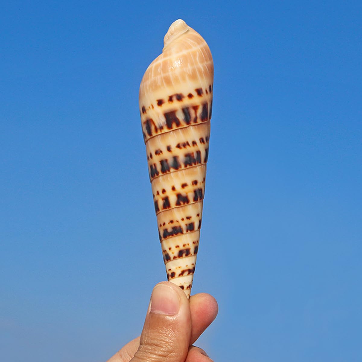 Coquillage, Coquillages rares Jaunes, conques océaniques de 10 à 12 cm, Parfaits