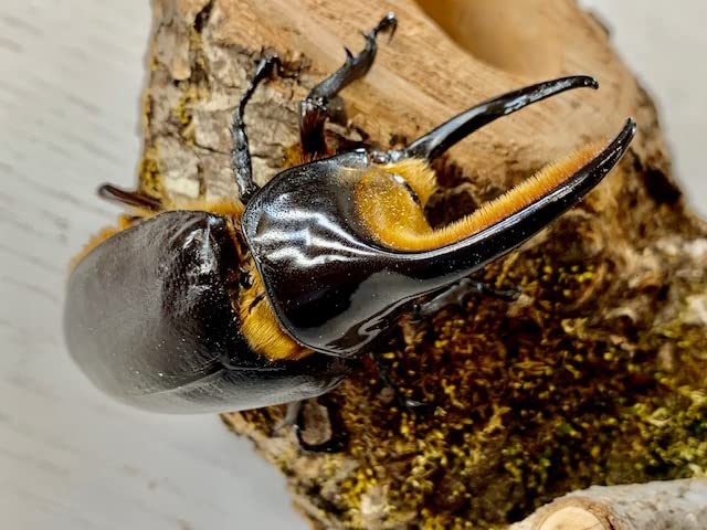 Amazon | 幻のカブトムシ【DDA】サタンオオカブト 成虫 ペア/オス単品