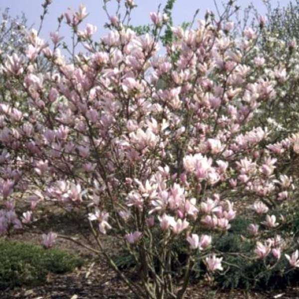Magnolia 'George Henry Kern' – Magnolia 'George Henry Kern' – Maceta de 50 – 60 cm – Árbol decorativo en flor