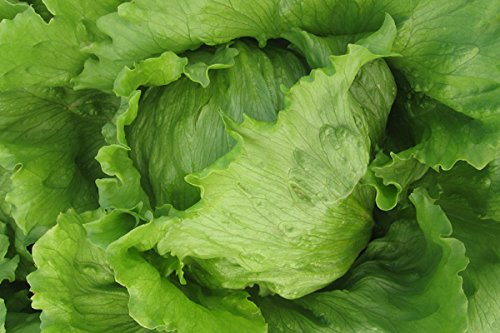 OMAXE Lettuce ICE Berg Variety !!Sold by RAUNAK SEEDS, Delhi !! !!AVG 30-50 Seeds X 2 Packs!! (B01IZRSAE2) Amazon Price History, Amazon Price Tracker