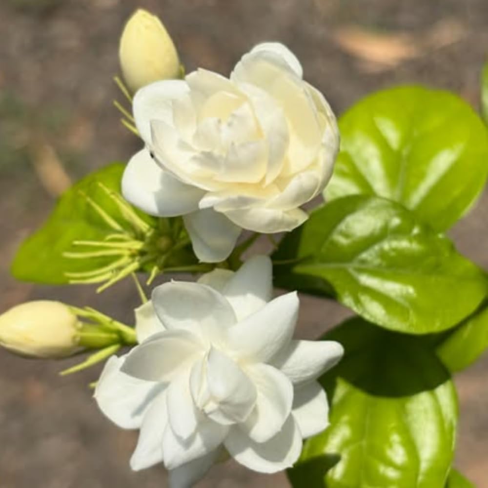 Jasmine Plants Live, Set 3 of Sambac Arabian Jasmine Live Plants, 5 Inches to 7 Inches Long, Plant for Indoors Or Outdoor Gardening