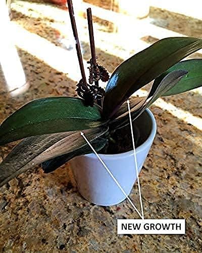 Vista 6 de EarthPods Premium Alimento para plantas Estacas de fertilizantes orgánicos 100