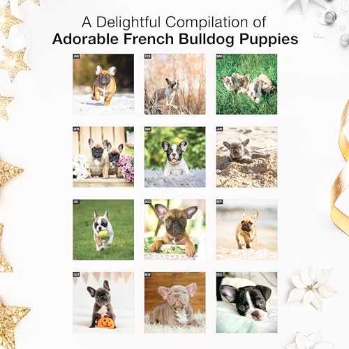 Image of RED EMBER French Bulldog Puppies 2026 Mini Wall Calendar 12 Month | 7 inch x 14 inch Open | Thick & Sturdy Paper | Giftable | Cute Frenchie Puppy Dog Calendar 2026