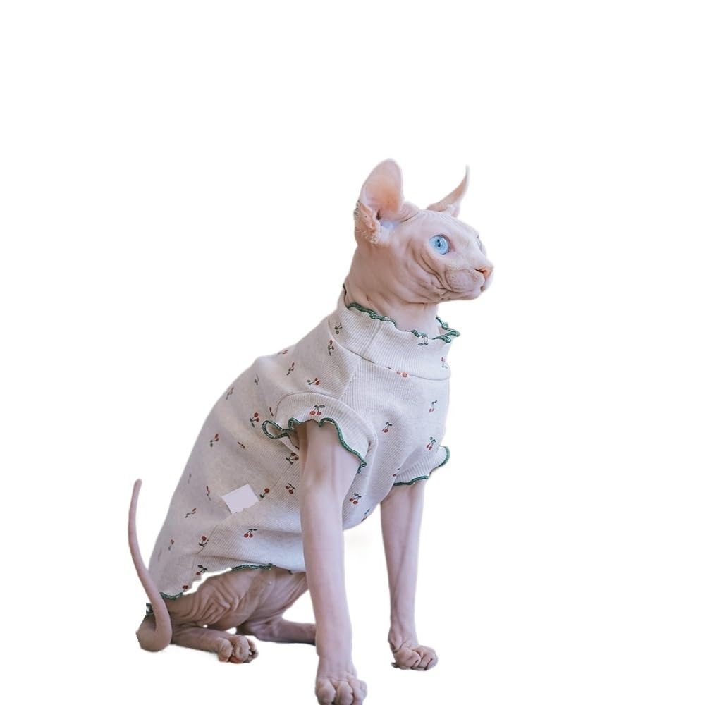 ペルービアン ・ ヘアレス ・とチワワ ミックス犬黒 — ストック写真 © Farinosa #349860568, image size:1000x1000