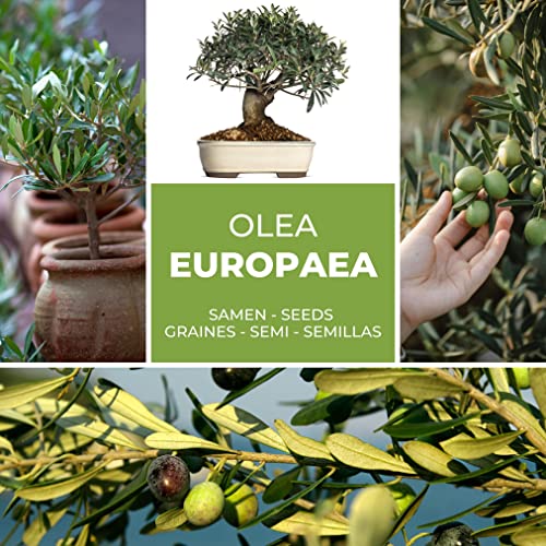 Olivenbaum - Olive - Ölbaum 10 Samen/Pack (Olea europaea) - ein Baum mit hoher Symbolkraft