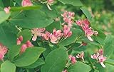 Ofrece la mejor calidad ScoutSeed Lonicera tatarica- Madreselva tartaria-flores rosas-10 semillas frescas