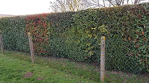 Kit haie persistante/Mélange de plante pour haie ne perdant pas son feuillage