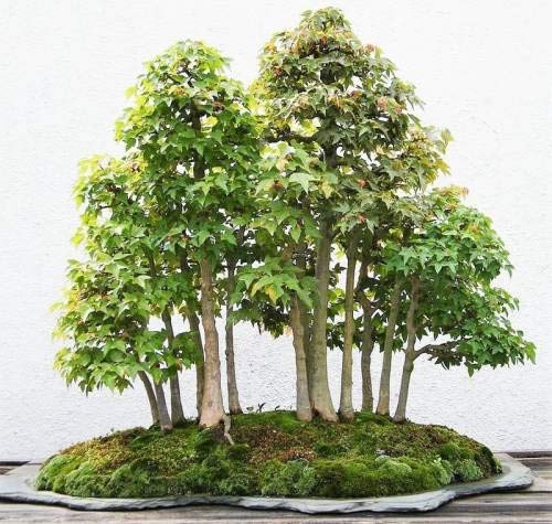 Graine de bonsaï séquoia