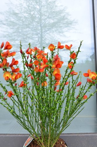 Ginster gelbrot Cytisus scoparius Lena 40-60 cm hoch im 3 Liter Pflanzcontainer