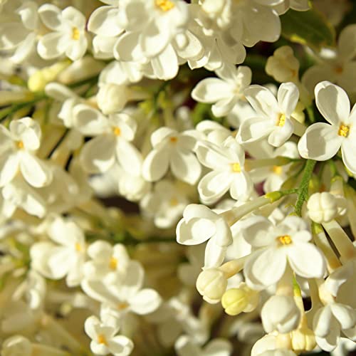 Yegaol Garden 50Pcs Yellow Lilac Seeds Perennial Non-Gmo Fragrant Shrub Bush Deer Resistant Flower Seeds Garden Plant #TOP1