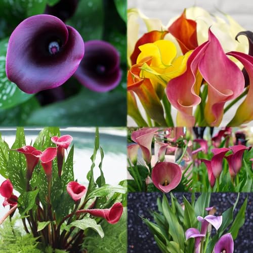 15 piezas bulbos de cala resistentes - resistentes del jardín de la decoración del balcón balcón jardín