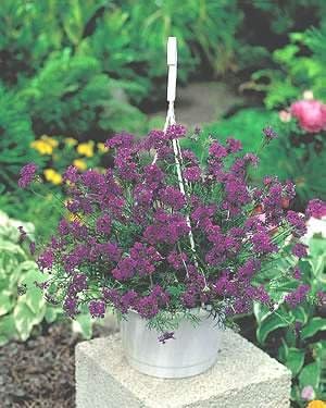 Verbena Imagination 250 Semillas